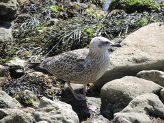 Larus argentatus