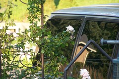 Archilochus colubris