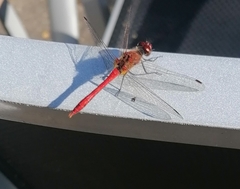 Sympetrum sanguineum