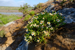 Senecio tortuosus
