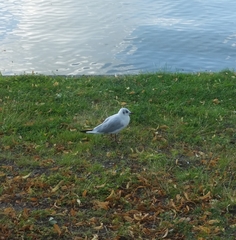 Chroicocephalus ridibundus