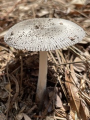 Amanita