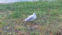 Chroicocephalus ridibundus