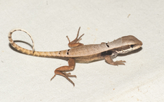 Leiocephalus macropus