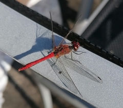 Sympetrum sanguineum