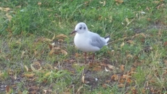 Chroicocephalus ridibundus