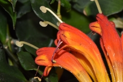 Aeschynanthus speciosus