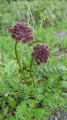 Seseli condensatum