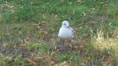 Chroicocephalus ridibundus