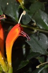 Aeschynanthus speciosus