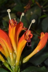 Aeschynanthus speciosus