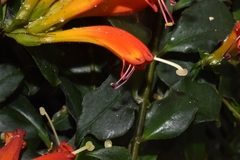 Aeschynanthus speciosus