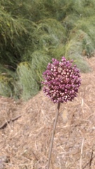 Allium