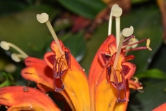 Aeschynanthus speciosus