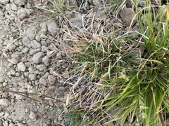 Danthonia unispicata