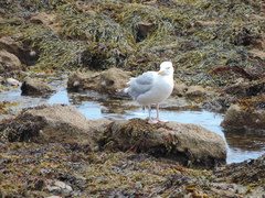 Larus argentatus