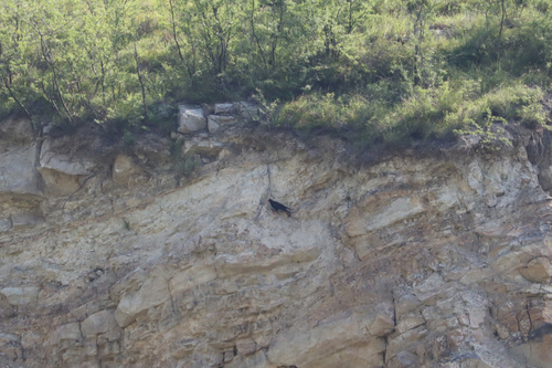 Pyrrhocorax pyrrhocorax brachypus