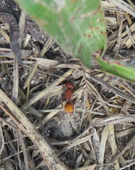 Dasymutilla creon