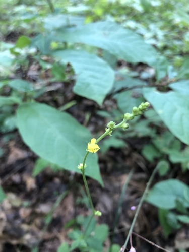 Low agrimony (Agrimonia microcarpa)