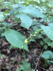 Agrimonia microcarpa