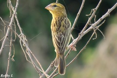 Ploceus hypoxanthus