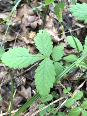 Agrimonia microcarpa
