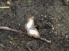 Antigonus emorsa