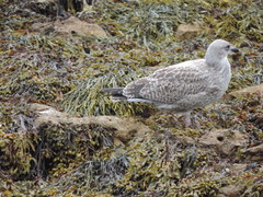 Larus argentatus