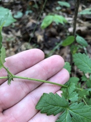 Agrimonia microcarpa