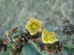 Malvastrum americanum