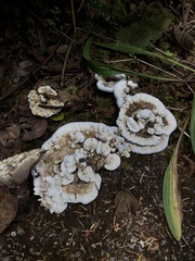 Hydnellum suaveolens