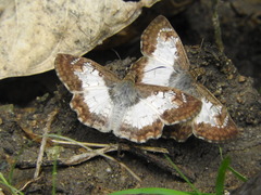 Antigonus emorsa