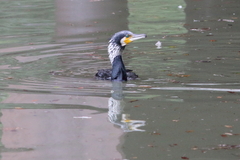 Phalacrocorax carbo