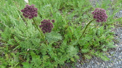 Seseli condensatum