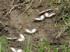 Antigonus emorsa