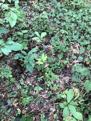 Agrimonia microcarpa