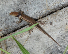 Trachylepis