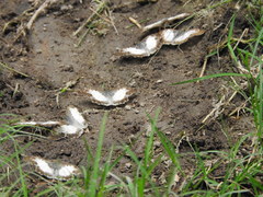 Antigonus emorsa