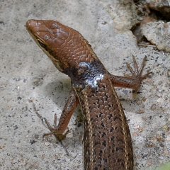 Trachylepis