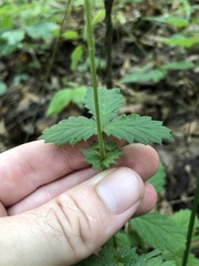 Agrimonia microcarpa