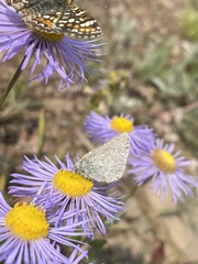 Satyrium semiluna