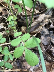 Agrimonia microcarpa