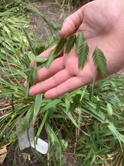 Chasmanthium latifolium