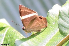 Abisara fylla