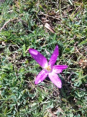Colchicum montanum