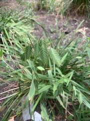 Chasmanthium latifolium