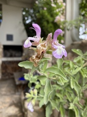 Salvia dolomitica