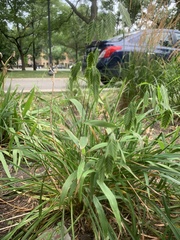 Chasmanthium latifolium