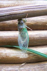 Cicadidae