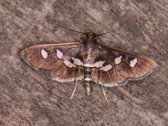 Desmia subdivisalis